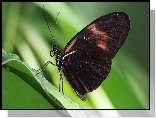 Czarnobrązowy, Motyl