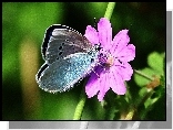 Motyl, Kwiatek, Łodyga