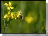 Glistnik jaskółcze ziele, Pszczoła