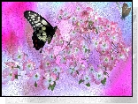 Kwiaty, Motyle, Kolorowe to, Grafika
