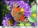 Motyl, Pawie oczko, Kwiat, Aster