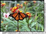 Motyl, Monarch, Kwiaty, Liście, Ogród