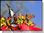 Motyle, Dwa, Kwiatek, Poinsecja




















































