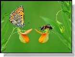 Motylek, Mrwka, Kwiatki, Makro