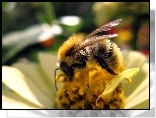 Pszczoa, Kwiat