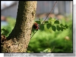 Drzewo, Pień, Gałązka, Motyl