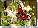 Kwiaty, Astry, Kolorowy, Motyl, Rusałka pawik