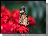 Motyl, Cethosia cyane, Mandaryn pstry, Czerwony, Kwiat