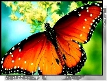 Motyl