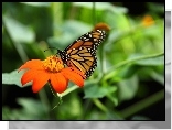 Kolorowy, Motyl, Monarcha