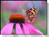 Motyl, Rusałka Osetnik, Kwiat