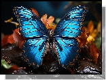 Niebieski, Motyl, Owad
