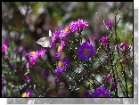 Purpurowe, Kwiaty, Astry, Bielinek, Motyl
